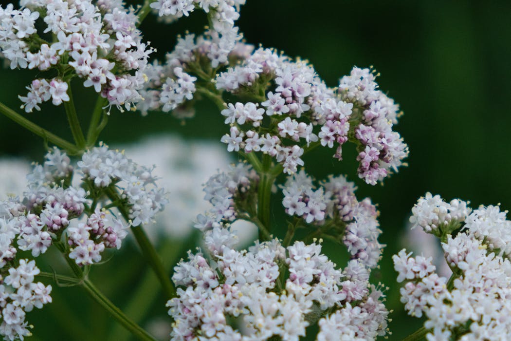 Valerian_Flower